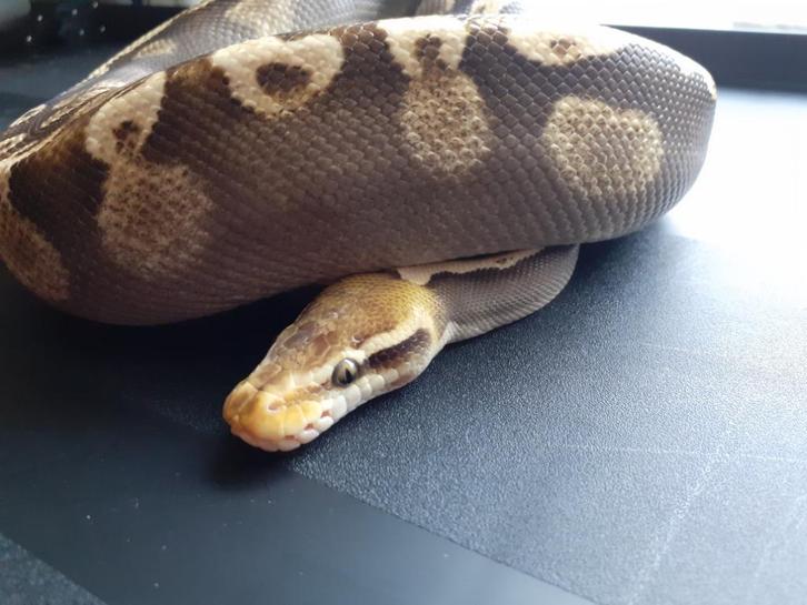 1.0 ghi mojave pastel