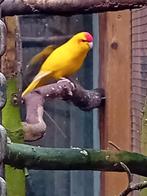 Kakariki man, Mannelijk, Tropenvogel