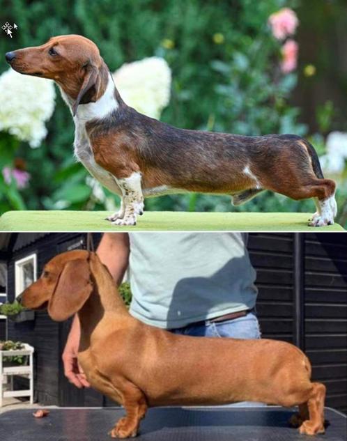 (dwerg) Teckel pups ( piebald factor), Dieren en Toebehoren, Honden | Teckels en Dashonden, Meerdere dieren, Korthaar, Dwerg, Particulier