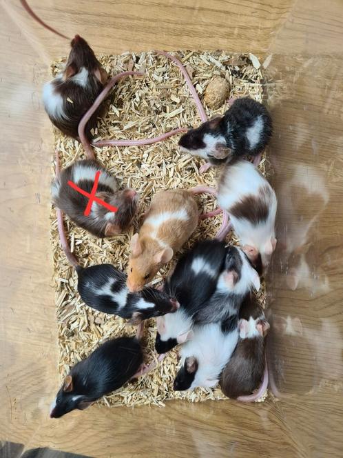 Lieve tamme kleurmuizen vrouwtjes, Dieren en Toebehoren, Knaagdieren, Vrouwelijk, Muis, Na 1 juli 2024, Tam
