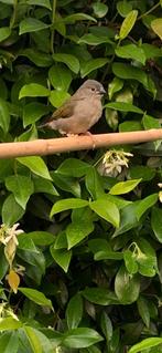 Mooi koppel dornastrilde 2025 verwant, Meerdere dieren