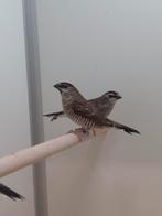 4-2 Ceres amadines, Dieren en Toebehoren, Vogels | Overige Vogels, Meerdere dieren, Tropenvogel, Geringd