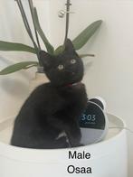 Beautiful Ragdoll kittens for sale – Ready to go”, Meerdere dieren, Gechipt, 0 tot 2 jaar