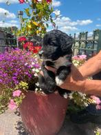 Aussiedoodle puppies, CDV (hondenziekte), 8 tot 15 weken, Meerdere dieren, Eén hond