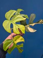 Rhaphidophora Tetrasperma Aurea p12 (2), Huis en Inrichting, Kamerplanten, Ophalen of Verzenden, Halfschaduw, Minder dan 100 cm