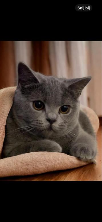 Betrouwbare Kattenoppas in eigen huis heerhugowaard beschikbaar voor biedingen