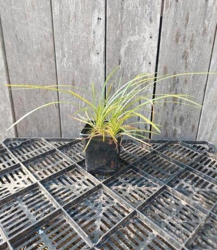 Liriope spicata - Bodembedekker met lichtroze bloemen, Tuin en Terras, Planten | Tuinplanten, Vaste plant, Bodembedekkers, Volle zon