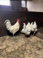 Broedeieren poule de bresse kippen, Dieren en Toebehoren, Pluimvee, Geslacht onbekend, Kip