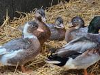 Jonge kwakers, Dieren en Toebehoren, Pluimvee, Meerdere dieren, Eend