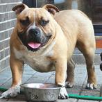 AMERICAN BULLY ABKC  GR CH SHAMROCK X MUSCLETONE, België, Particulier, 15 weken tot 1 jaar, Bulldog