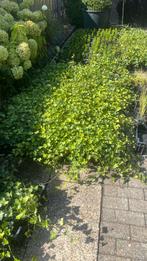 Hedera    Klimop, Tuin en Terras, Ophalen, Overige soorten, 100 tot 250 cm