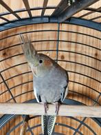 Mooie jonge halftamme valkparkiet, Dieren en Toebehoren, Vogels | Toebehoren, Ophalen