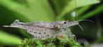 Caridina japonica, Kreeft, Krab of Garnaal
