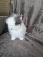 Teddy dwerg baby`s Teddydwerg, Meerdere dieren, Dwerg