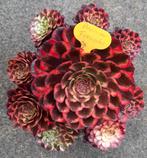 Aeonium Fire Works, Vetplant, Ophalen of Verzenden, Minder dan 100 cm, Bloeiende kamerplant