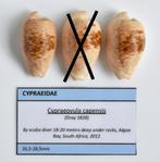 Schelpen: Cypraea capensis 26,5-28,5mm (F+++/Gem) Per stuk, Ophalen of Verzenden, Schelp(en)