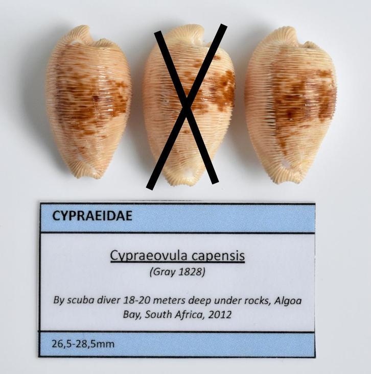 Schelpen: Cypraea capensis 26,5-28,5mm (F+++/Gem) Per stuk, Verzamelen, Mineralen en Fossielen, Schelp(en), Ophalen of Verzenden