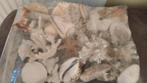 Schelpen, Verzamelen, Mineralen en Fossielen, Ophalen, Schelp(en)