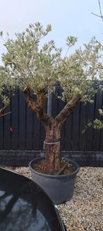 Tekoop, Ophalen, Volle zon, Overige soorten