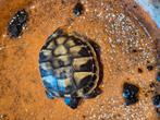 Griekse landschildpadjes nakweek 2025, Schildpad, 0 tot 2 jaar