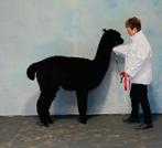 Zeer mooie zwarte Alpaca merries te koop, Dieren en Toebehoren, Overige Dieren, Vrouwelijk