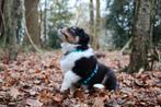 Australian Shepherd Pups, Sheepdog, 8 tot 15 weken, Meerdere, Meerdere dieren