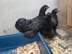 2 Orpington hennen 11 weken oud, Dieren en Toebehoren, Pluimvee, Vrouwelijk, Kip