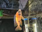Multicolor/firefish kruising., Dieren en Toebehoren, Vis, Zoetwatervis