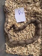 Boa Constrictor Amarali, Slang, Tam, 0 tot 2 jaar