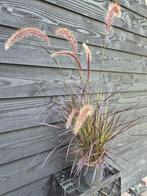 Rood lampenpoetersgras - Pennisetum Rubrum, Tuin en Terras, Planten | Tuinplanten, Volle zon, Vaste plant, Siergrassen, Ophalen of Verzenden