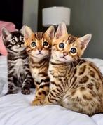 Schattige Bengaalse kittens met een wilde blik, Dieren en Toebehoren, Katten en Kittens | Raskatten | Korthaar, Meerdere dieren