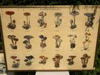 Educatieve schoolplaten (posters), Ophalen, Natuur en Biologie