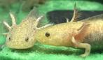 Axolotl Koper, Dieren en Toebehoren, Reptielen en Amfibieën, 0 tot 2 jaar, Tam, Amfibie