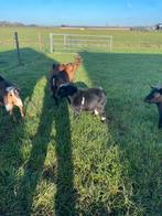 Dwerg dek bok, Dieren en Toebehoren, Schapen, Geiten en Varkens, Mannelijk