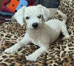 Blije Mili, mix Bichon frisé, Dieren en Toebehoren, Particulier, Rabiës (hondsdolheid), Reu, 1 tot 2 jaar