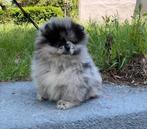 Pomeranian spitz merle extra quality, Particulier, Rabiës (hondsdolheid), 15 weken tot 1 jaar, Reu