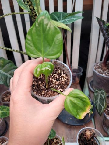 Anthurium Pedatoradiatum fingerplant beschikbaar voor biedingen