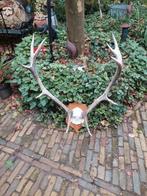 Gewei van edelhert prachtig mooi, April, Mannelijk