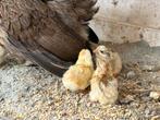 Tk serama hen met 7 kuikens, Dieren en Toebehoren, Geslacht onbekend, Kip