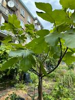 Vijgenboom El Ghadanne 2,5 meter in pot, Lente, Volle zon, Vijgenboom, 250 tot 400 cm