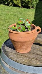 Mooie terracotta pot met begonia's, Zomer, Ophalen of Verzenden, Overige soorten, Volle zon