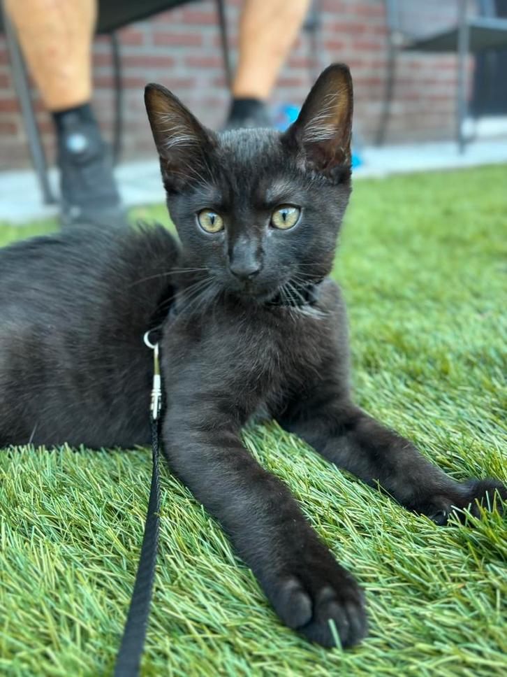 Zwarte kitten te koop, Dieren en Toebehoren, Katten en Kittens | Overige Katten, Kortharig, Kater, 0 tot 2 jaar