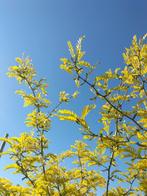 Gleditsia triacanthos 'sunburst', Tuin en Terras, Ophalen, Halfschaduw, Overige soorten, Lente