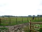 Paddock | Weide & afrastering | Incl. poort, palen, planken, Dieren en Toebehoren, Stalling en Weidegang, Weidegang, 4 paarden of pony's of meer