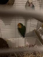 Agapornis, Vrouwelijk, Dwergpapegaai of Agapornis