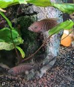 Slakkenhuis cichlides (Lamprologus multifaciatus), Dieren en Toebehoren, Vis, Zoetwatervis, Schoolvis