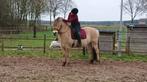 Bijrijdpaard gezocht!, Dieren en Toebehoren, Paarden en Pony's | Verzorgingsproducten, Ophalen of Verzenden