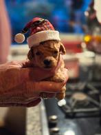 Héle kleine toypoedel pupjes geboren, Dieren en Toebehoren, Honden | Chihuahua's en Gezelschapshonden, Overige rassen, CDV (hondenziekte)