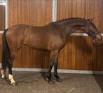 2 Mooie tweeëneenhalf jarige merries, Dieren en Toebehoren, Paarden, Springpaard, Gechipt, Ruin, 3 tot 6 jaar