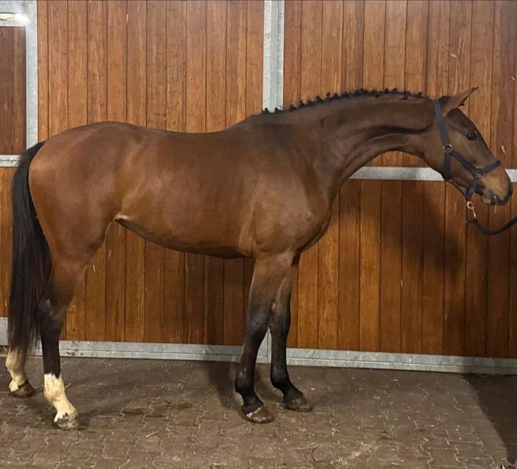 2 Mooie tweeëneenhalf jarige merries, Dieren en Toebehoren, Paarden, Ruin, Onbeleerd, 165 tot 170 cm, 3 tot 6 jaar, Springpaard